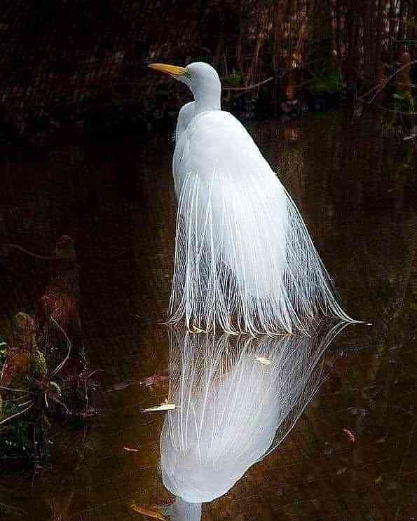 Great white heron | MirrorLog